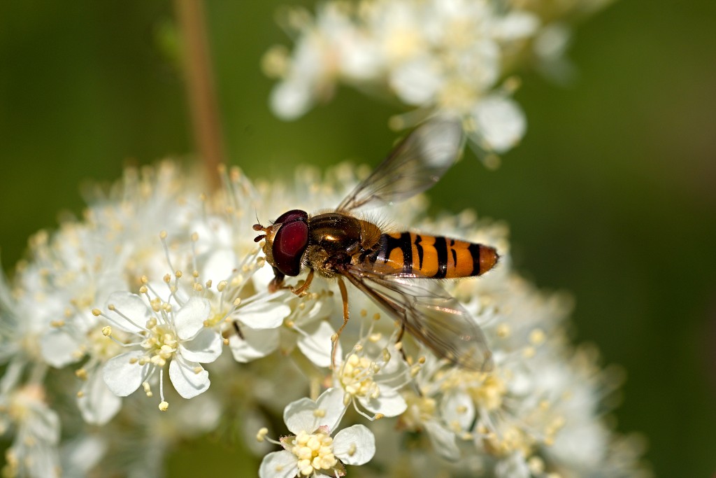 Episyrphus balteatus Snorzweefvlieg insect insecten kever kevers tor torren spin spinnen wesp wespen bij bijen sprinkhaan sprinkhanen vlieg vliegen mug muggen